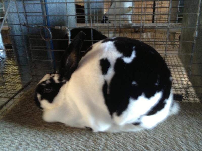 Rose Arbor's Anita broken black Mini Rex doe