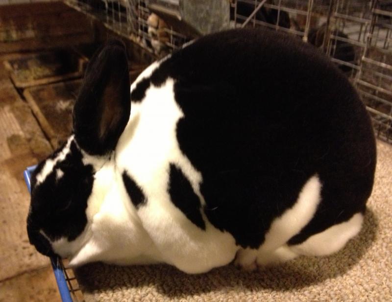 Rose Arbor's Dempsey broken black Mini Rex doe