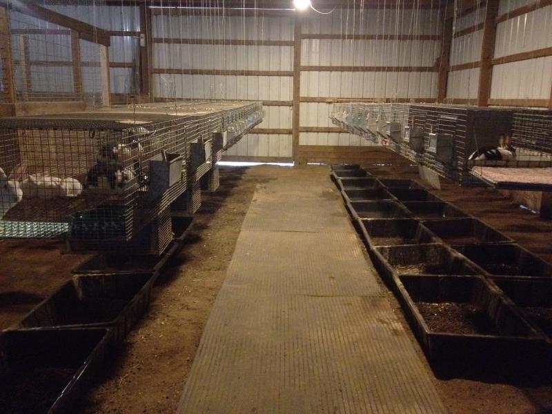 Rose Arbor Rabbitry, Mini Rex Rabbits, Havana Rabbits