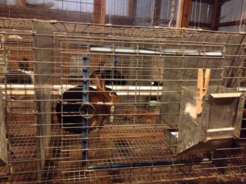 PVC attached to cages