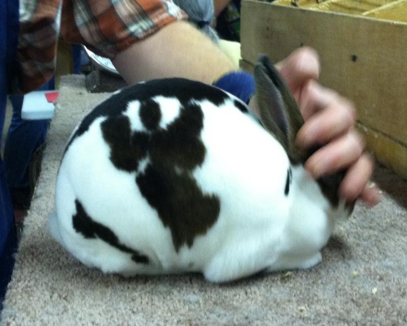 Rose Arbor's Ashley Mini Rex doe